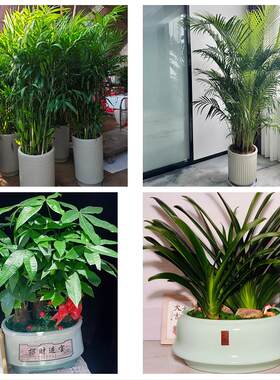 送衡水市阜城县冀州市深州市同城绿植花卉送发财树绿萝柱公司开业