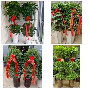 平凉市崇信华亭县庄浪静宁县同城绿植花卉送发财树绿萝柱公司开业
