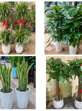 南京市浦口区栖霞区雨花台区同城鲜花店配送开业绿植发财树天堂鸟