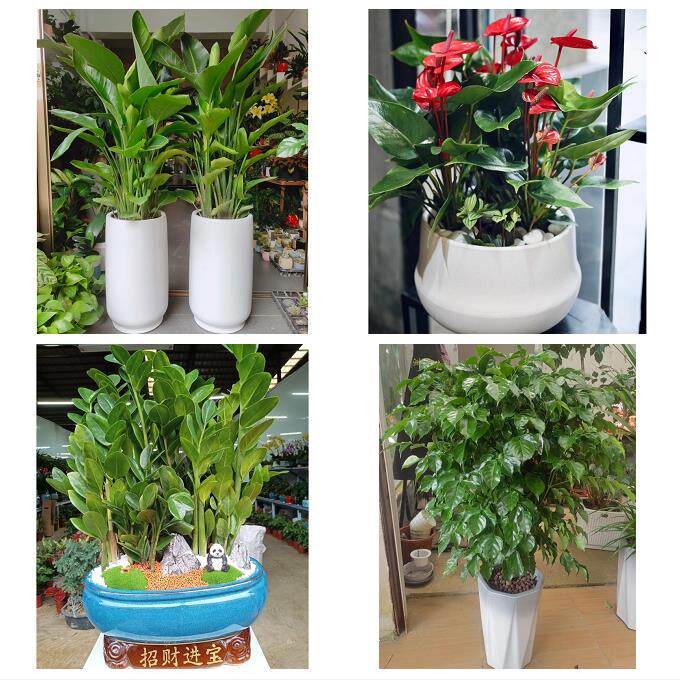 发财树招财树送朋友公司开业上海市奉贤区金汇四团青村镇同城花店