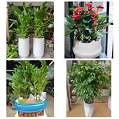 发财树招财树送朋友公司开业上海市奉贤区金汇四团青村镇同城花店