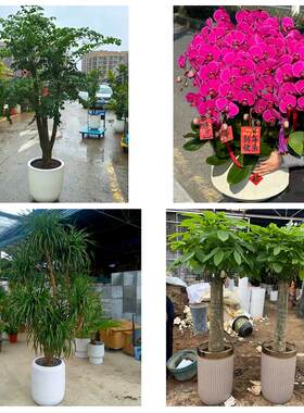 辽阳市白塔文圣宏伟弓长岭区同城绿植花卉送发财树绿萝柱公司开业