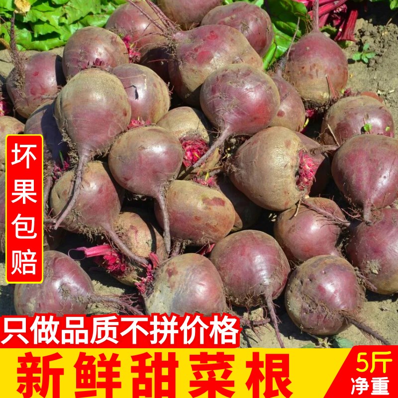 江苏新鲜甜菜根2021年现货秒发红菜头打汁甜根菜甜菜头红菜头现挖