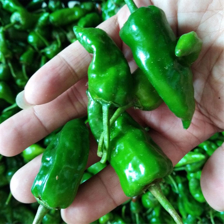 正宗余干辣椒枫树现摘江西农家种植食用本地辣椒1斤薄皮小青椒