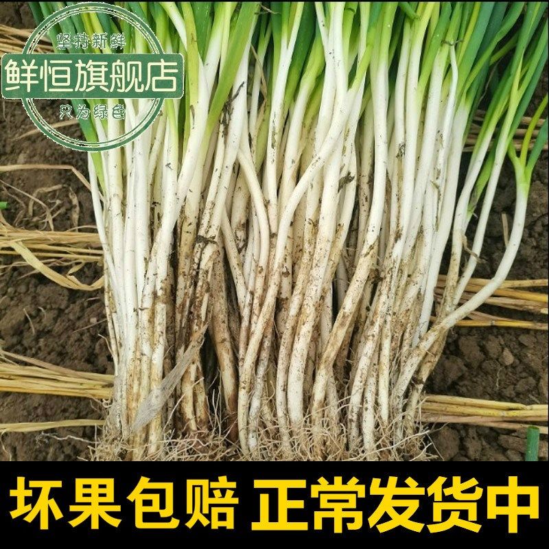 四川葱黄农家新鲜现挖长葱白甜葱3斤小细葱脆香葱蔬菜大葱5斤包邮
