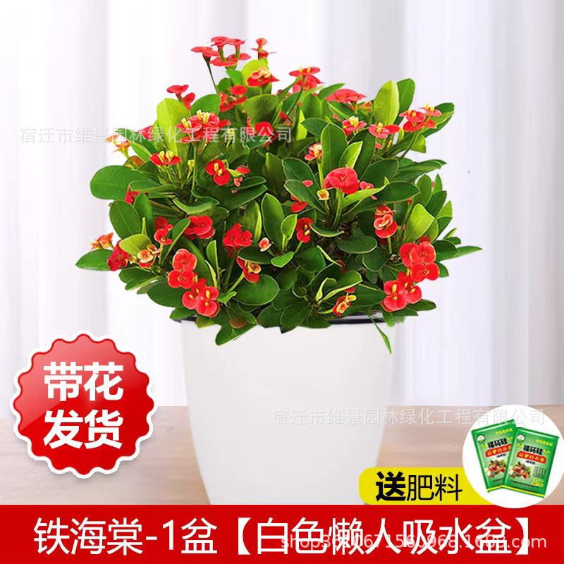 四季海棠丽格海棠花盆栽室内庭院四季开花秋海棠玻璃翠大花重瓣图片
