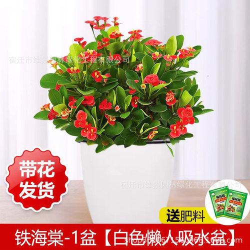 四季海棠丽格海棠花盆栽室内庭院四季开花秋海棠玻璃翠大花重瓣