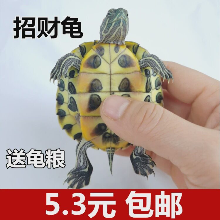 ������2-3���� �������׻�_һֻ���������͹����� ���͹�����������ƽ��в������µ����������߲�С�ڹ�������