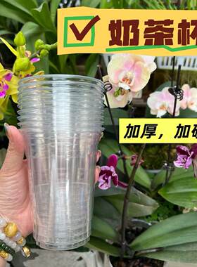 蝴蝶兰半水培小苗闷养扦插容器PET加厚透明奶茶杯植物育苗盆