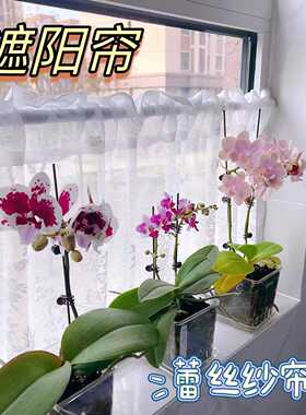 小婵婵婵姐同款窗台遮阳帘白色蕾丝纱帘遮光短帘