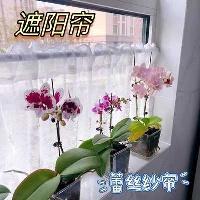 蝴蝶兰遮阳纱帘蕾丝窗帘