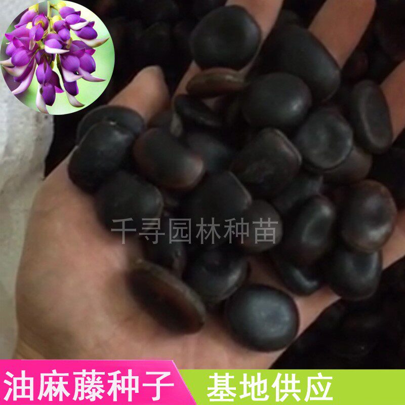 常春油麻藤种子荒山边坡矿区绿化护坡爬藤植物种籽葛藤爬山虎种子