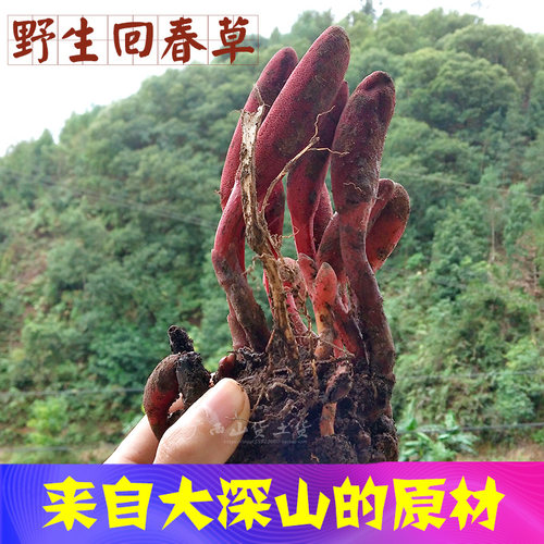 新货回春草500g包邮顶天柱草苁蓉硬劲草男性滋补泡酒药材不老草