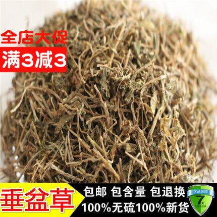中药材 中草药垂盆草 新货 精选垂盆草 老鼠芽 500克包邮