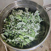 新疆伊犁产薄荷艾草 补水天然喷雾湿敷手作原料 马齿苋纯露提取物