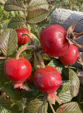 新疆玫瑰果油芳疗未精制基础油