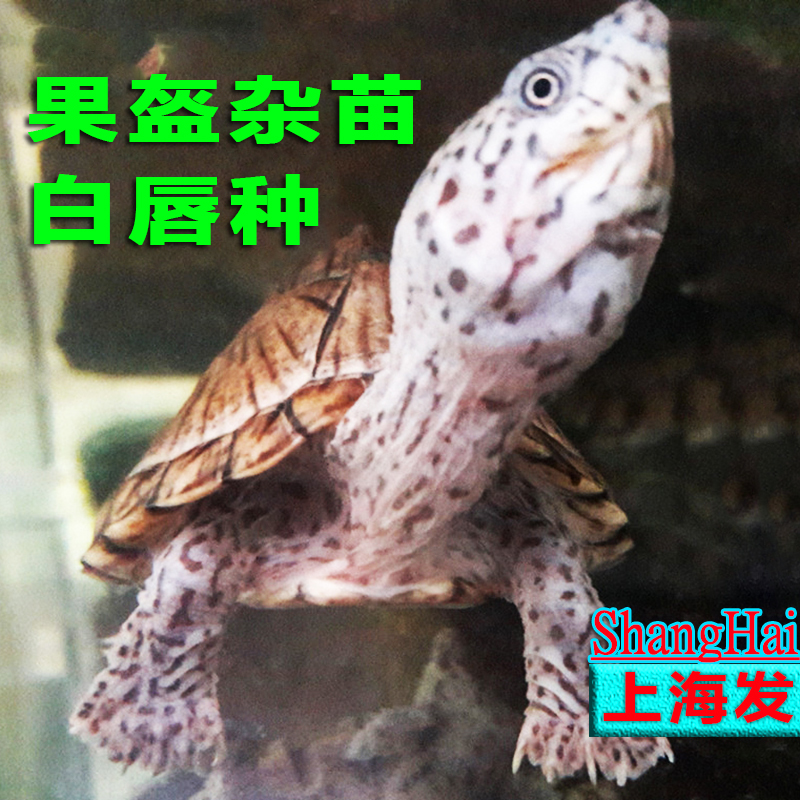 剃刀果核东方巨头蛋龟只卖健康龟