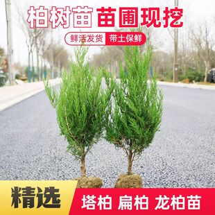 塔柏蜀桧桧柏块柏松树侧柏圆柏扁柏龙柏树苗四季常青墓地松绿化苗