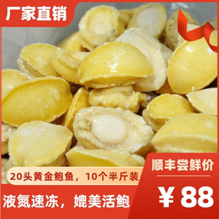20头黄金大鲍鱼肉商用新鲜活鲍冷冻免处理佛跳墙酒店专用食材包邮