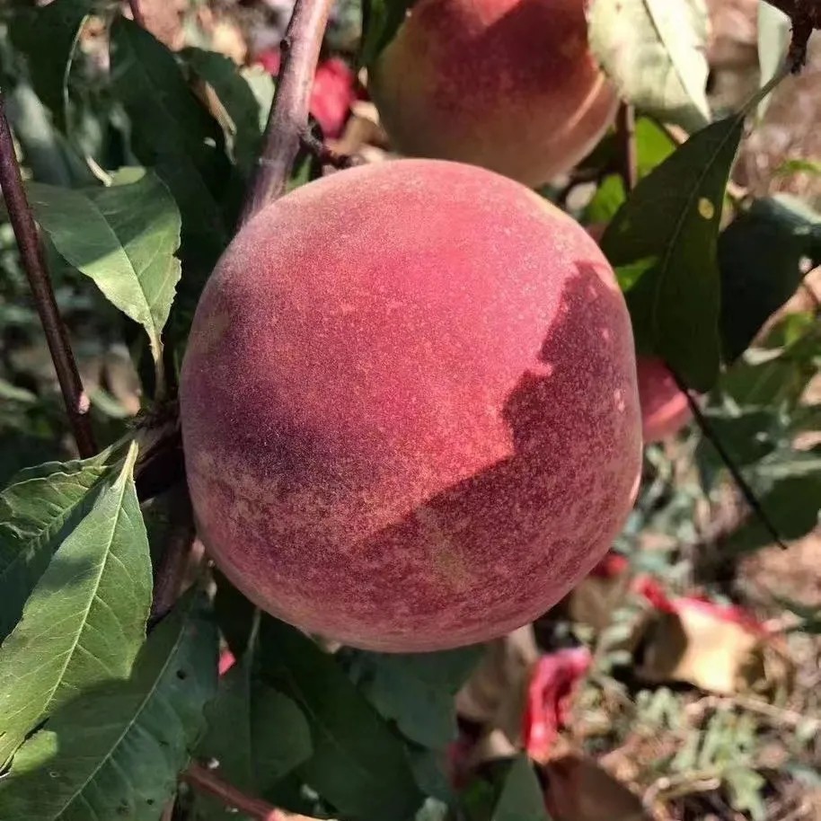 蒙阴蜜桃红桃甜脆桃结实蜜桃新鲜桃