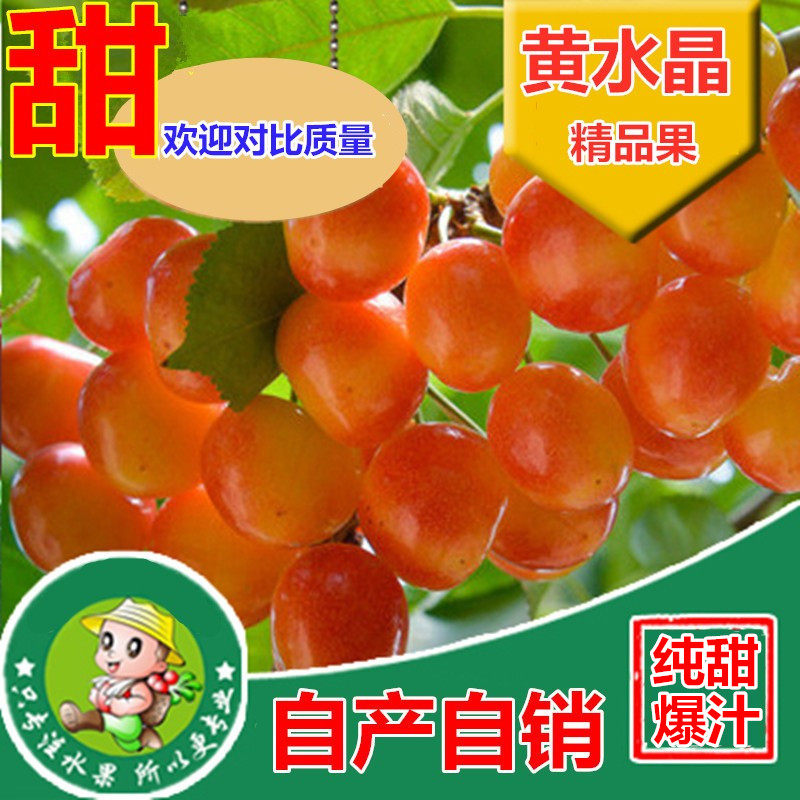 11年老店顺丰山东烟台甜黄蜜樱桃