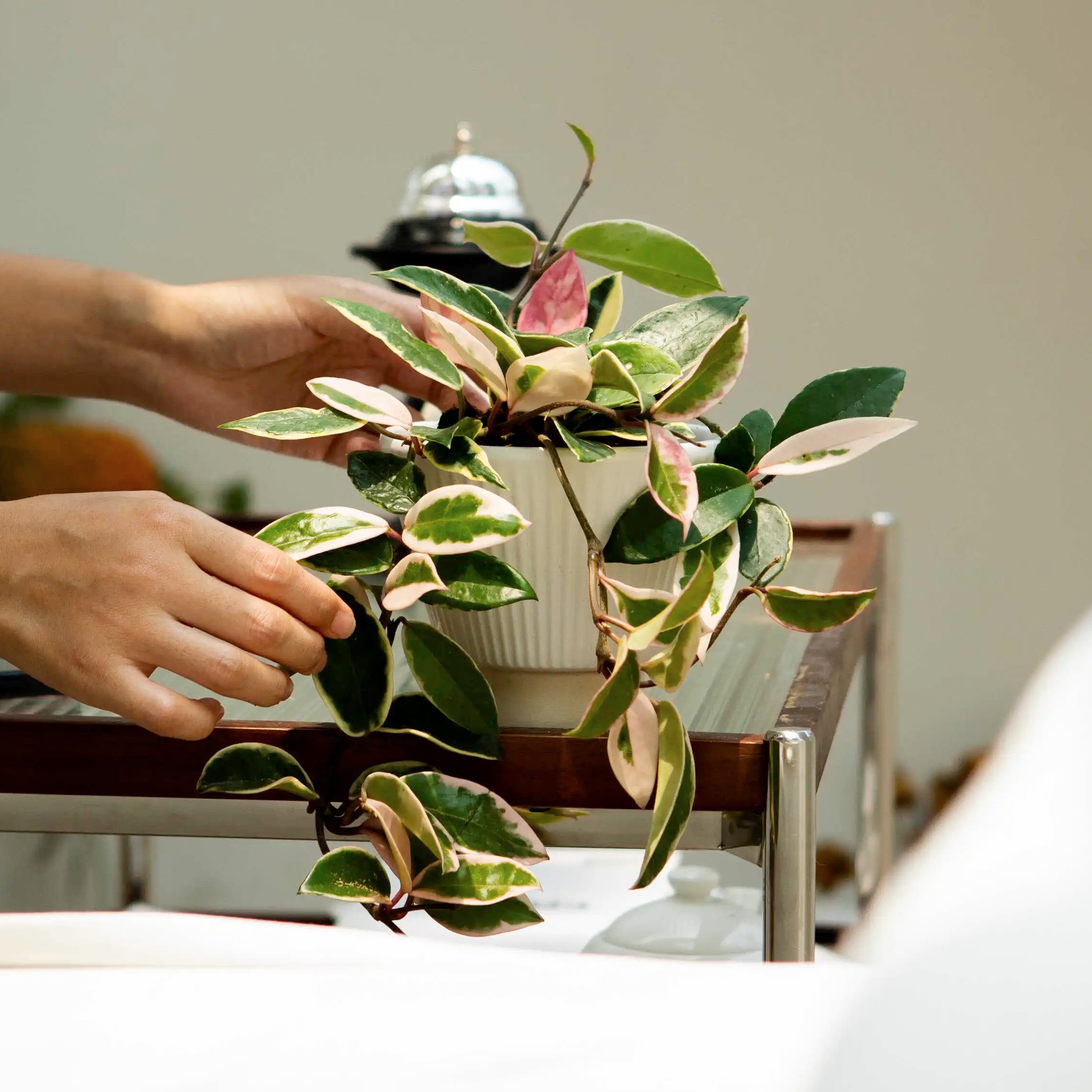 三色球兰开花盆栽花卉室内氛围