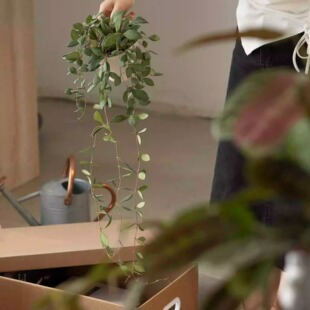 大地植物工作室钻石球兰花小众ins风格绿植盆栽开花盆景垂吊花卉