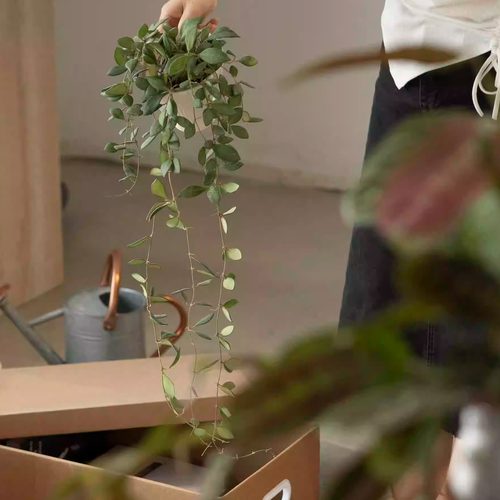 钻石球兰室内室外桌面开花绿植