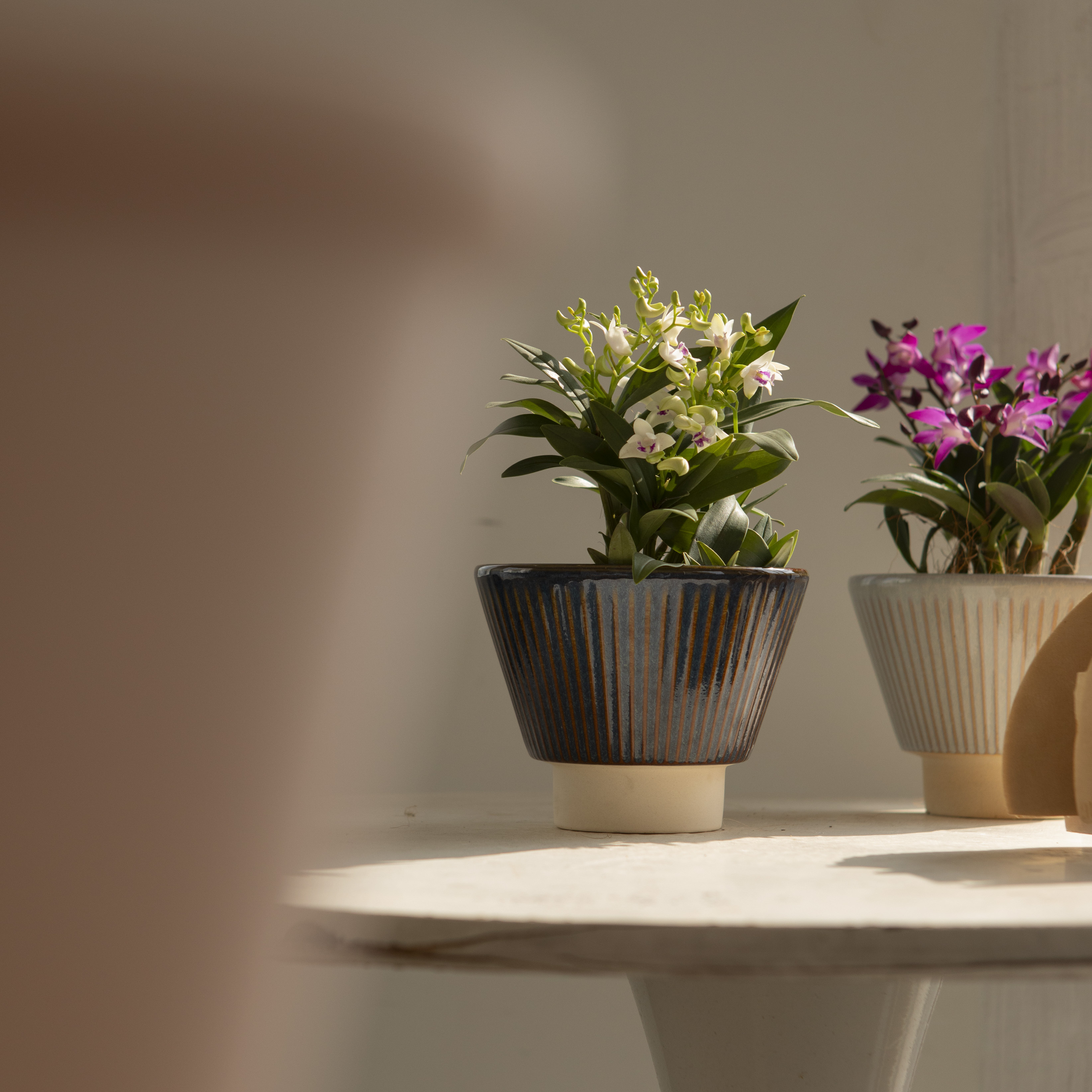 香水石斛开花植物好看