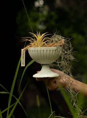 Earth plant 空气凤梨无土植物盆栽小众ins风绿植霸王花卷空凤