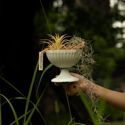 Earth plant 空气凤梨无土植物盆栽小众ins风绿植霸王花卷空凤