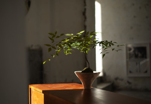 EARTH PLANT小叶南天竹盆栽耐寒观赏盆景四季常绿小众植物