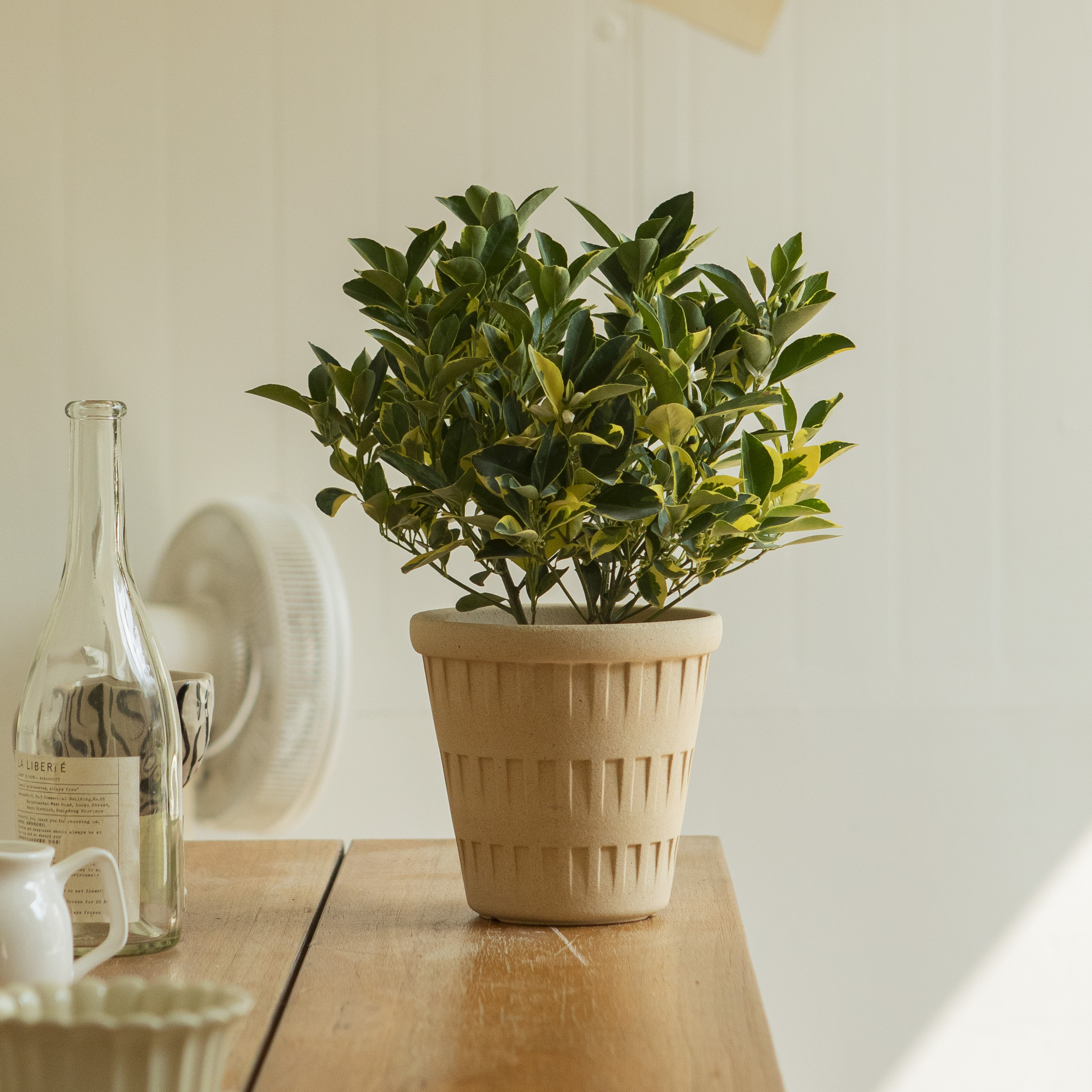 泰国小青柠好看还好吃