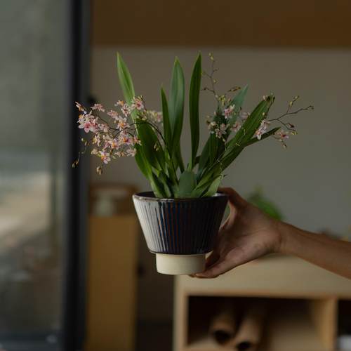 文心兰梦香兰开花香香的花卉