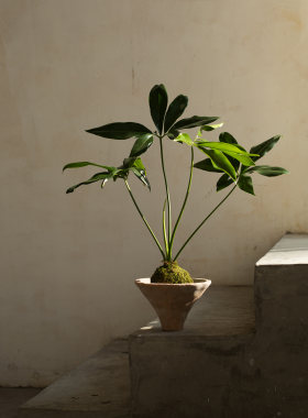 Earth plant印第安羽毛盆栽小众植物四季常绿盆景简约风格绿植