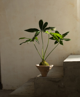 Earth plant印第安羽毛盆栽小众植物四季常绿盆景简约风格绿植