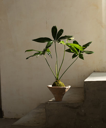 Earth plant印第安羽毛盆栽小众植物四季常绿盆景简约风格绿植