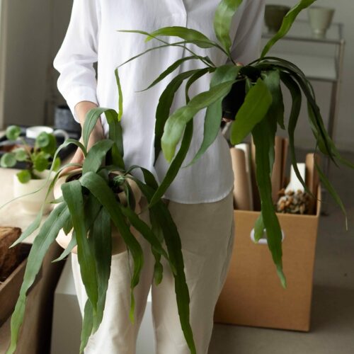 大地植物工作室昙花开花植物夏季