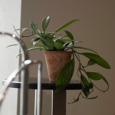 黑巴顿球兰开花植物兰花