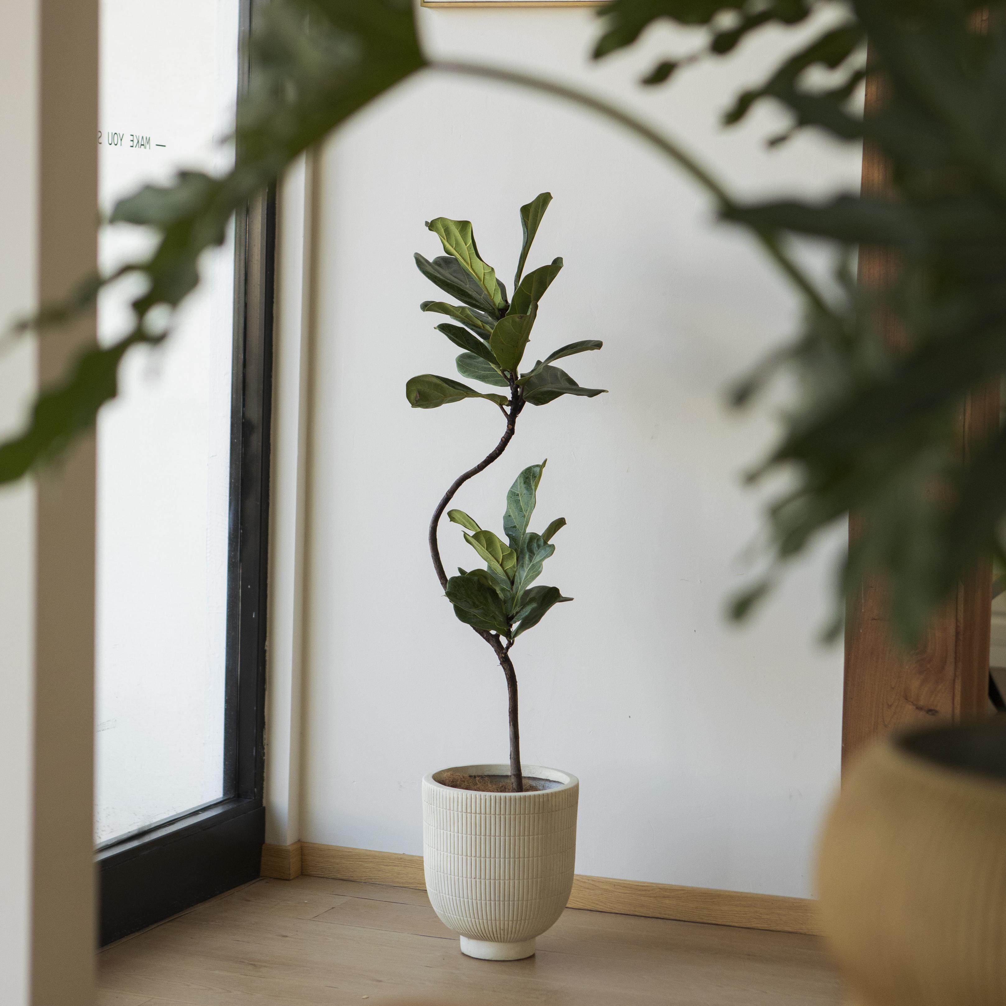 创意镁泥陶瓷花盆小众落地大花盆