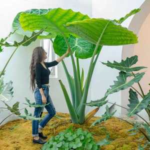 巨型大叶象耳芋大型绿植热带雨林造景大野芋滴水观音室内庭院植物