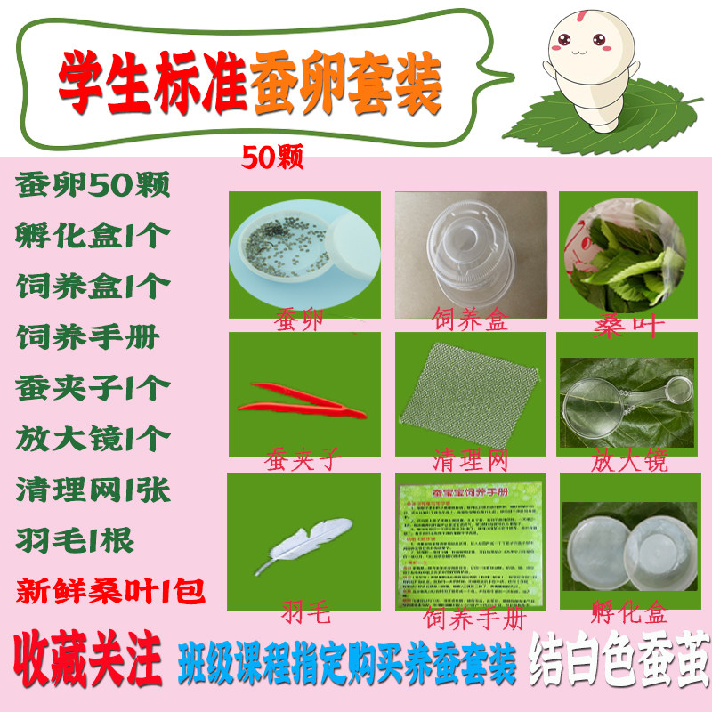 蚕宝宝学生养蚕套装活体七彩蚕春蚕卵籽蝉彩蚕卵活物幼虫新鲜桑叶