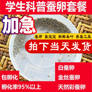 学生科普蚕卵套装小蚕宝宝活体金丝蚕卵任选送新鲜桑叶孵化盒包邮