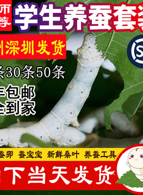蚕宝宝活体学生养蚕套装送吃的新鲜嫩桑叶七彩色金蚕宝宝卵籽包活