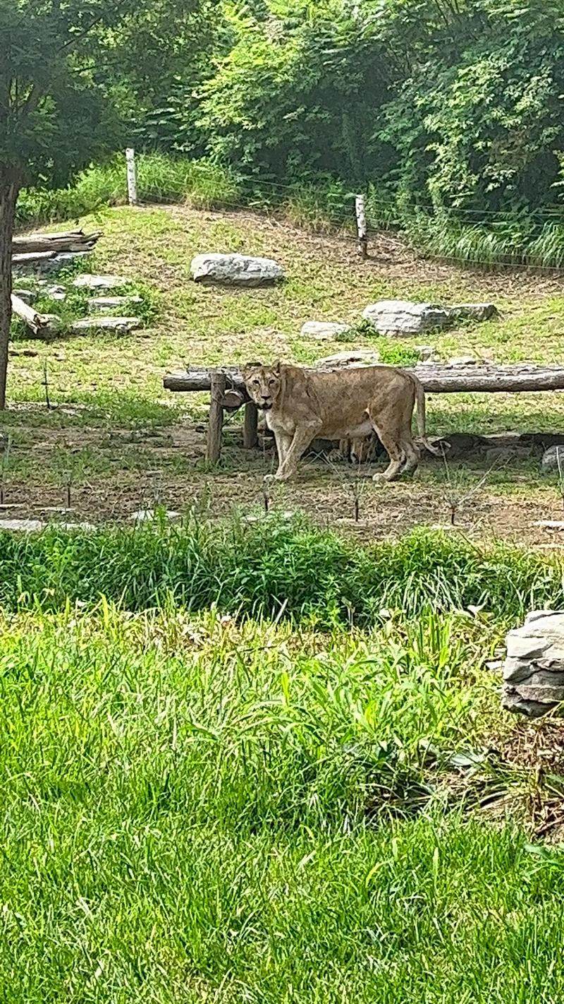 非洲纯种野生狮子,下单自己走回家自带导航走过去,非稀有小宠物