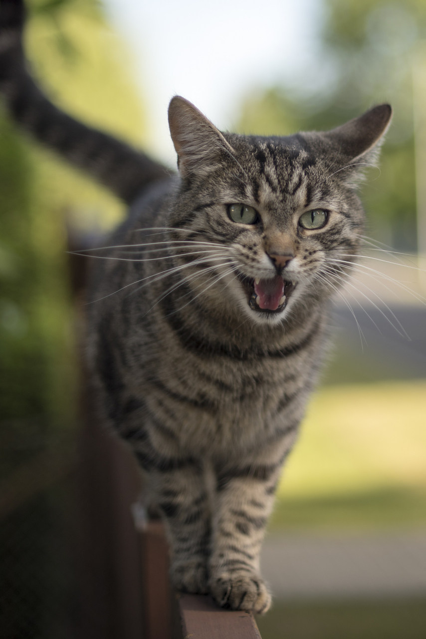 纯种野生猫咪，下单自己走过去，稀有宠物，路途遥远时间较长