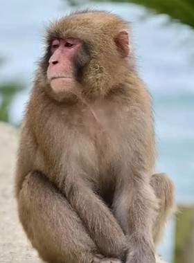纯种野生猴子，下单自己走过去，稀有宠物，路途遥远时间较长
