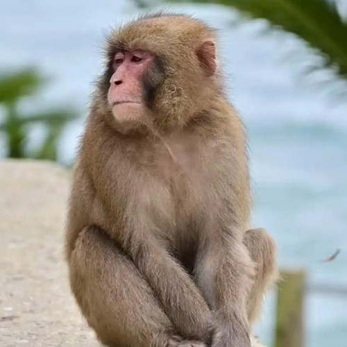 纯种野生猴子，下单自己走过去，稀有宠物，路途遥远时间较长