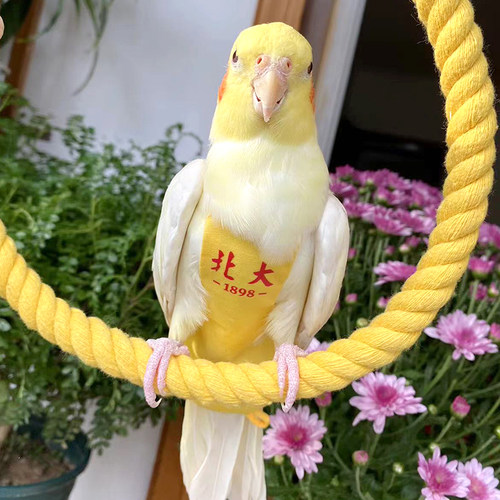 鹦鹉尿不湿牡丹玄凤虎皮可调节立体定制屎兜防水飞行服美团遛鸟衣