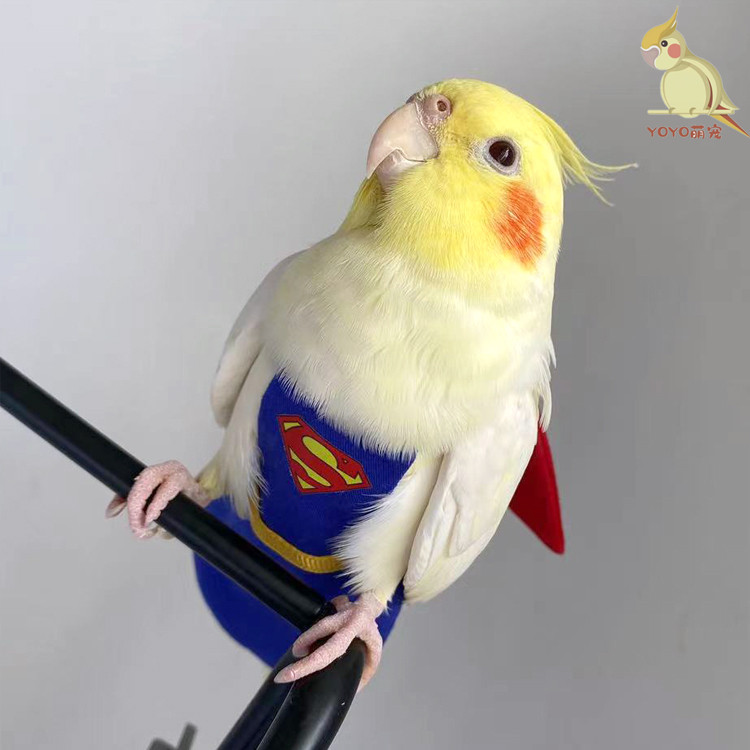 超人可定制鹦鹉用的尿不湿牡丹玄凤虎皮可调节立体尿兜防水飞行服